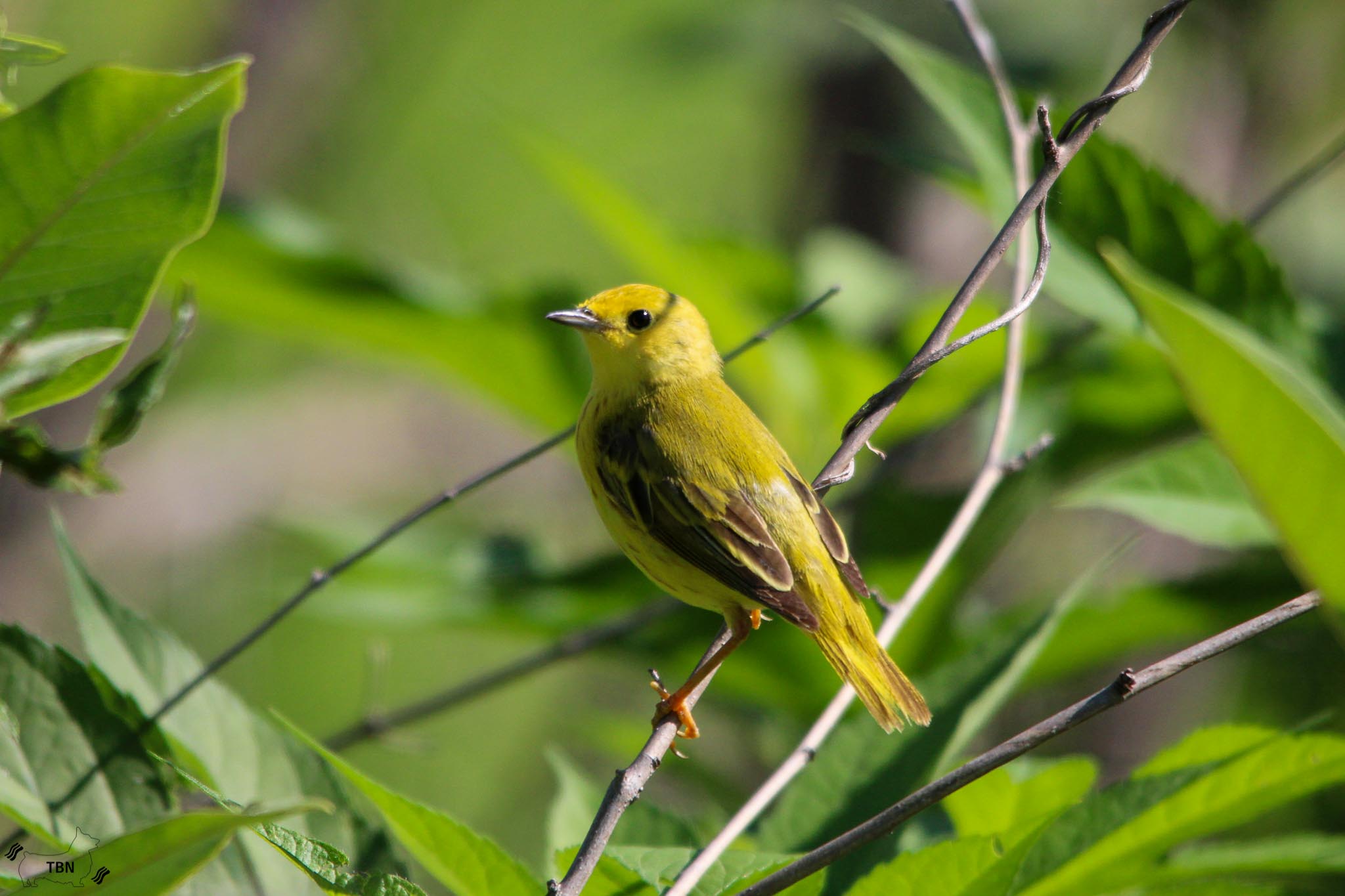 Yellow warbler